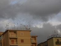 TURRIS-GLADIATOR 1-2